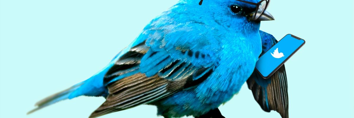 little blue bird using Twitter